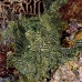 rhinopias_lacy_crci_mb_v_0377_png3310.jpg